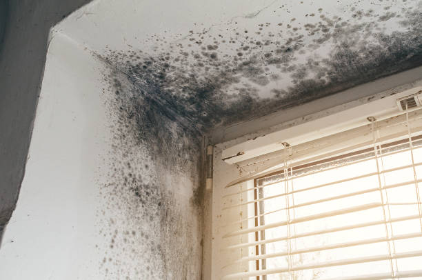 Affordable Attic Mold Remediation solutions in Marion, NC